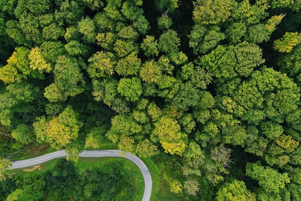 Green trees from the top. Drone shot. Save the planet