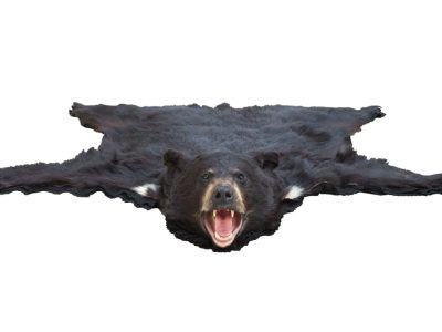 low-angle-view-of-bearskin-rug-isolated-on-white-PMC6EXV-1000